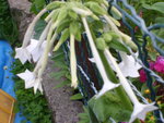 vignette Nicotiana sylvestris