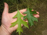 vignette Quercus coccinea et Quercus palustris
