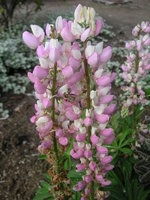 vignette Lupinus 'La Chatelaine' - Lupin