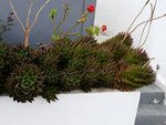vignette Aloe mitriformis dans une jardinire