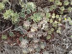 vignette Aeonium lancerottense in situ