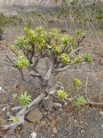 vignette Euphorbia regis-jubae
