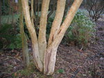 vignette Myrthe luma apiculata