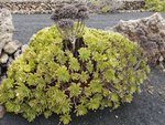 vignette Aeonium lancerottense