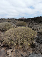 vignette Euphorbia balsamifera in situ