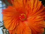 vignette Hibiscus orange