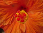 vignette Hibiscus orange