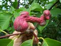 vignette Magnolia ( feuilles caduques) Fruit