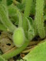 vignette Ecballium elaterium  - Concombre sauteur