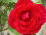 vignette Rose rouge