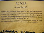 vignette Acacia horrida