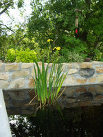 vignette iris pseudocarus