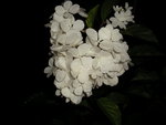 vignette hydrangea paniculata vanille fraise