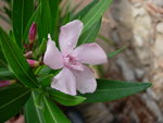vignette Nerium oleander 