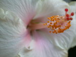 vignette hibiscus