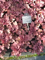 vignette heuchera