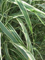 vignette Miscanthus sinensis var. condensatus 'Cosmopolitan'