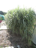 vignette miscanthus variegata je crois