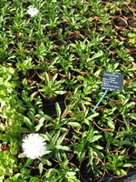 vignette leucanthmum hyper double