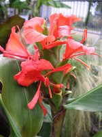 vignette Hedychium greenii - Gingembre d'ornement