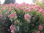 vignette Eupatorium purpureum - Eupatoire