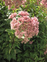 vignette Eupatorium purpureum - Eupatoire