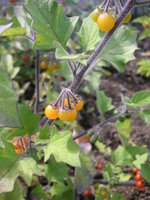 vignette Solanum nigrum subsp. luteum