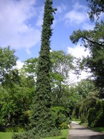 vignette Picea omorika - Epica de Serbie