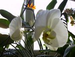 vignette Phalaenopsis allegria