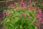 vignette Persicaria orientalis