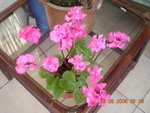 vignette cyclamen 2008-08-29 (1)