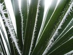 vignette Cordyline givre