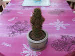 vignette cactus