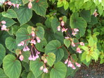 vignette Bgonia grandis ssp.evansiana