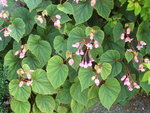 vignette Begonia grandis ssp.evansiana