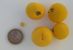 vignette graines et fruits de Dovyalis caffra, abria, pomme caffre, pomme de Kei