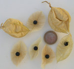 vignette graines de Cardiospermum grandiflorum