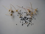 vignette graines de Allium cristophii