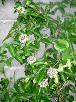vignette Passiflora edulis en fleurs