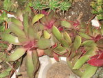 vignette Crassula orbicularis var. rosularis