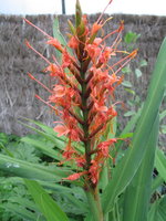 vignette Hedychium aurantiacum