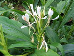 vignette Hedychium forrestii (cult.)