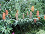 vignette Hedychium coccineum 'Tara'