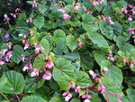 vignette Begonia grandis evansiana