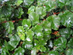 vignette Rubus calycinoides