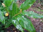 vignette Hedychium sp PB