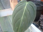 vignette Philodendron melanochrysum