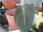 vignette Philodendron melanochrysum