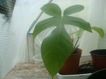 vignette Philodendron squamiferum