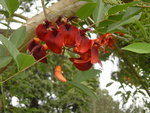 vignette arbre  fleurs rouges